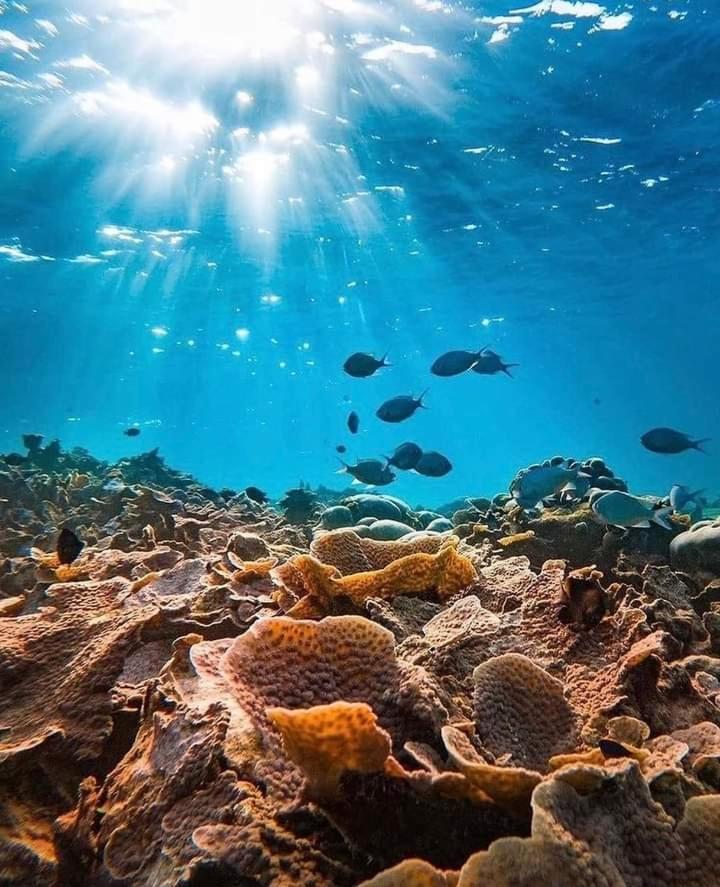 Coral Castle - Goidhoo Maldives Hotel Екстериор снимка